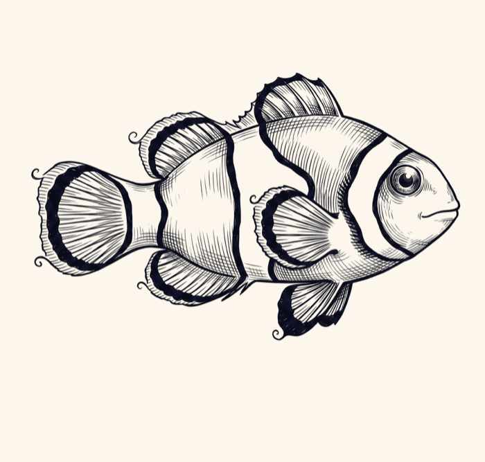 Illustration de poisson clown, symbiose et coopération mutualiste